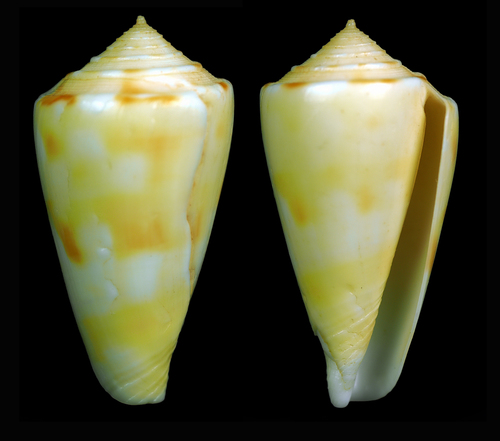 Conus bruuni image