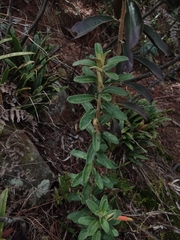 Siphocampylus columnae