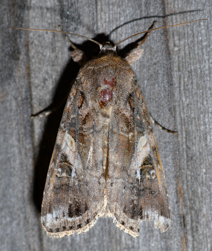 Fall Armyworm Moth from Los Angeles, CA, USA on October 29, 2021 at 09: ...