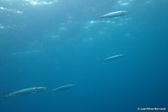 Acanthocybium solandri