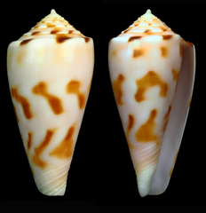Conus bruuni