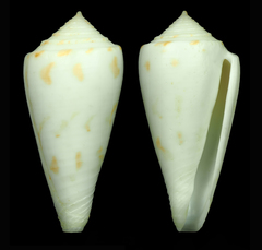 Conus bruuni