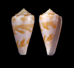 Conus bruuni
