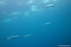 Acanthocybium solandri