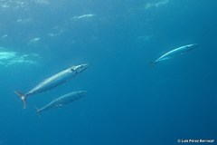 Acanthocybium solandri