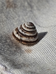 Trochoidea trochoides