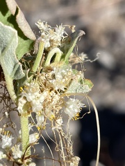 Cuscuta tuberculata