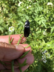 Elateridae