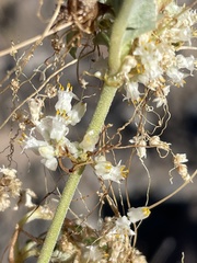 Cuscuta tuberculata