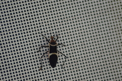 Zelurus circumcinctus