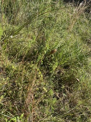 Xyris caroliniana