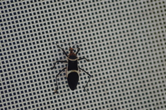 Zelurus circumcinctus