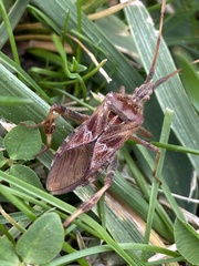 Leptoglossus occidentalis