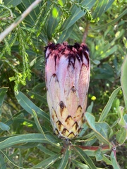 Protea burchellii × laurifolia