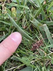 Leptoglossus occidentalis