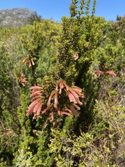 Erica curviflora