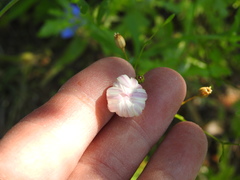 Aphanostephus skirrhobasis