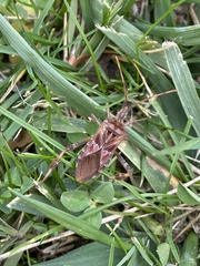 Leptoglossus occidentalis