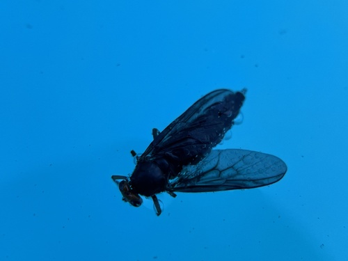 Sugarcane Soldier Fly photo 6