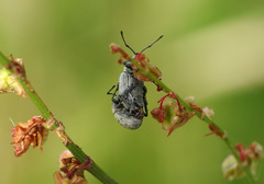 Peritelus sphaeroides