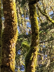 Sphyrapicus ruber ruber