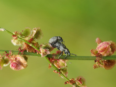 Peritelus sphaeroides