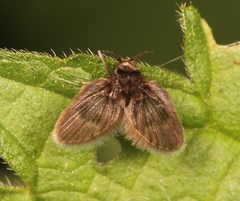 Peripsychoda auriculata