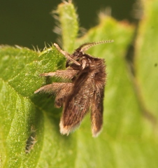 Peripsychoda auriculata