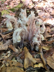 Monotropa uniflora