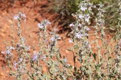 Scaevola cunninghamii