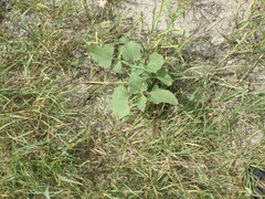 Xanthium orientale riparium