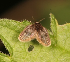 Peripsychoda auriculata