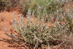 Scaevola cunninghamii
