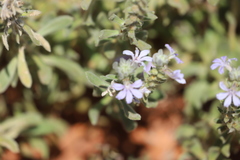 Scaevola cunninghamii
