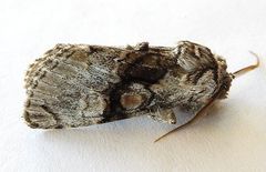Semixanthia franclemonti