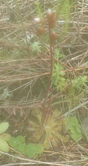 Drosera natalensis
