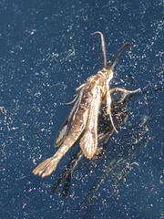 Carmenta albociliata