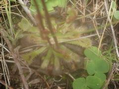Drosera natalensis