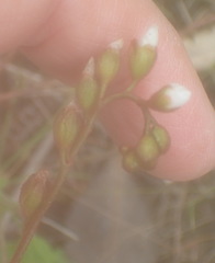 Drosera natalensis