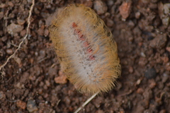 Megalopyge basalis