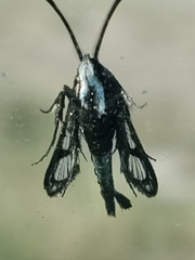 Carmenta albociliata