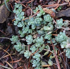 Sedum debile