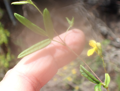 Image of Rhynchosia leucoscias by (c) Nicola van Berkel, some rights reserved (CC BY-SA)