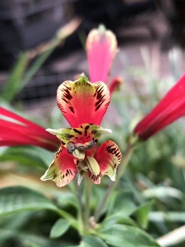 Alstroemeria psittacina