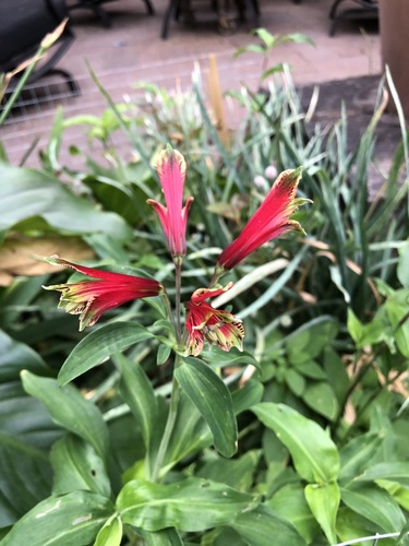 Alstroemeria psittacina