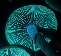 Leratiomyces squamosus