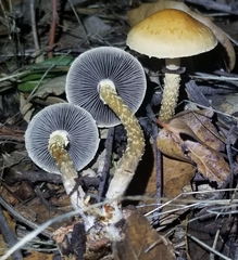 Leratiomyces squamosus