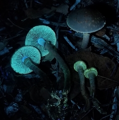 Leratiomyces squamosus