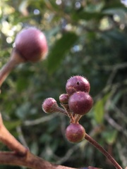 Frangula sphaerosperma