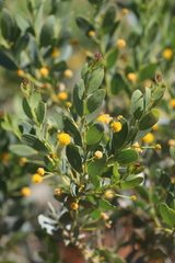 Acacia bivenosa